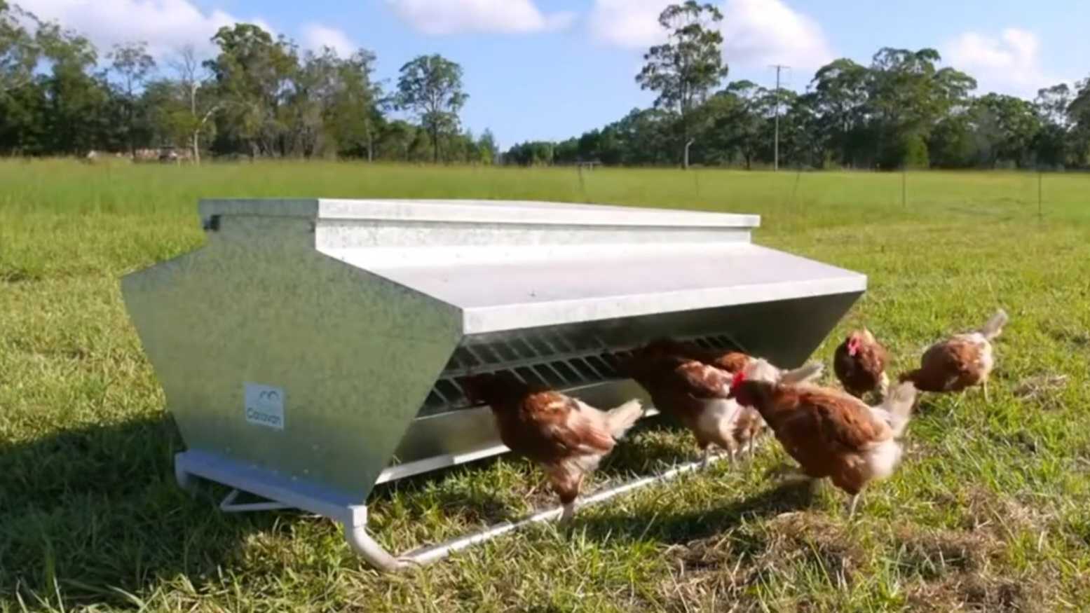 The Skid Feeder 150 Chicken Caravan Skid Feeder 150 with hens eating from it
