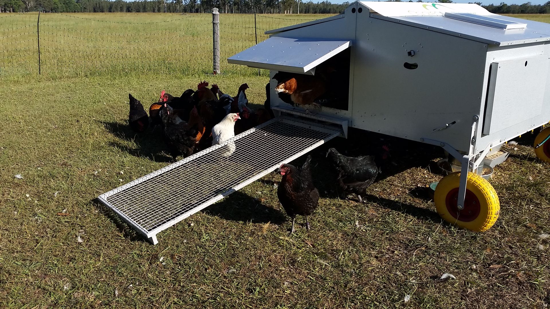 From proto type to reality Chicken Caravan 30 in use, one of the early models