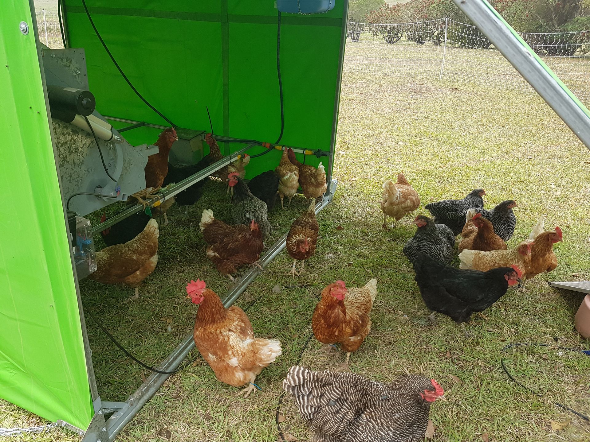 Chicken Caravan E Coop Layer 60