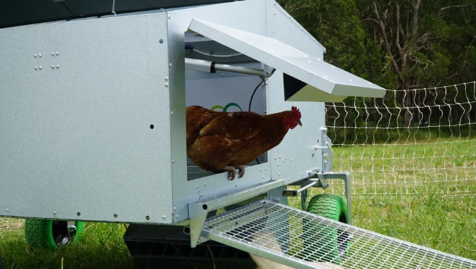 Chicken in entry door of Chicken Caravan 30