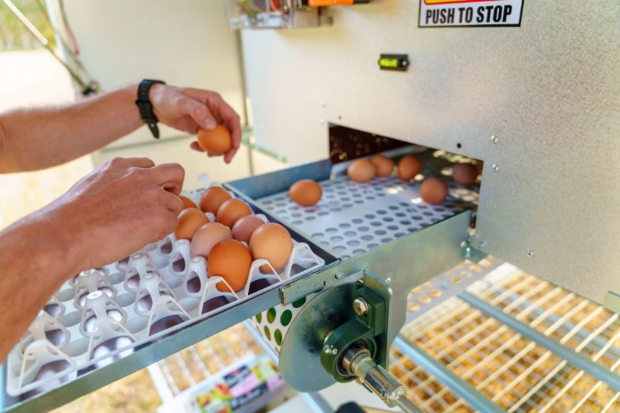 Collecting eggs from conveyor belt in the Chicken Caravan 130