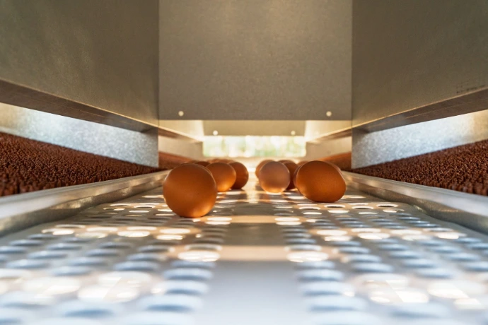 Eggs on conveyor belt of Roll Away nesting box with central conveyor belt